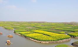 油菜田图片