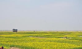 油菜田图片