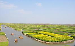 油菜田图片