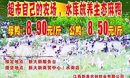 生态麻鸭图片