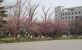 樱花小道图片