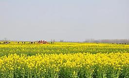 油菜田图片
