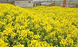油菜田图片