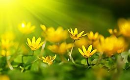 花丛 花海图片