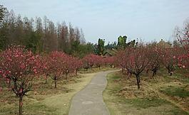 肇庆七星岩桃花岛图片