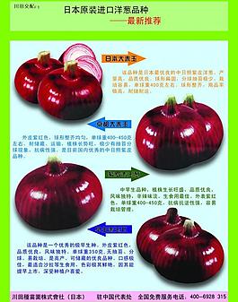 洋葱彩页图片