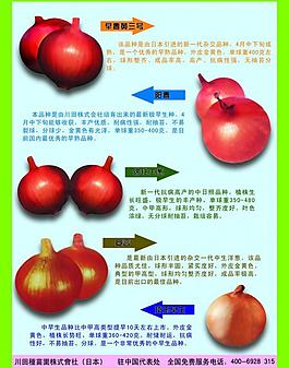 洋葱彩页图片