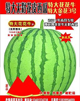 西瓜彩页图片