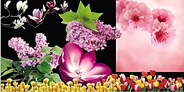 花朵高清大图