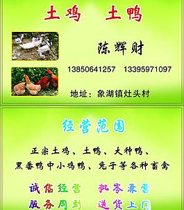 鸡鸭名片图片