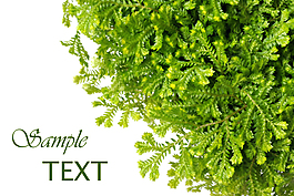 绿色植物背景图