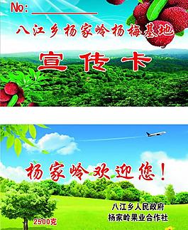 杨梅名片图片