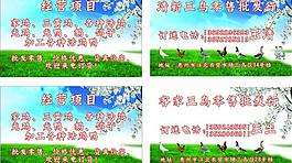 清新鸡档名片图片