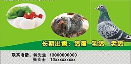 鸽子名片图片