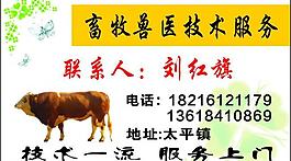 兽医名片图片