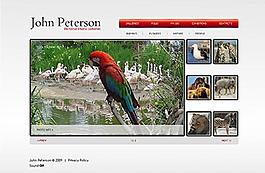 flash网站设计图片