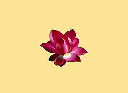 手绘红色荷花flash图片