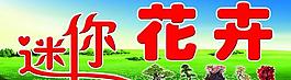 迷你花卉图片