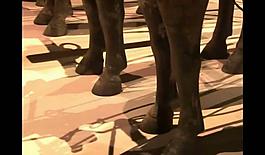 古董文物视频素材图片