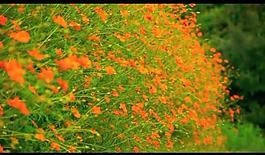 花草视频素材图片