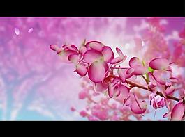 花朵背景视频素材图片