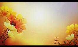 花朵背景视频素材图片