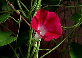 种子成长过程图片