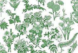 植物花纹笔刷图片