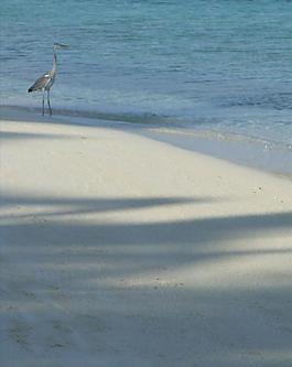 苍鹭 海滩 沙滩 水波图片