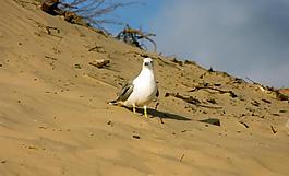 海鸥小鸟图片