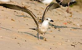 海鸥小鸟图片