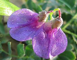 并蒂小花图片