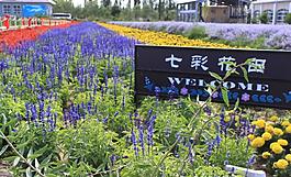 七彩花田图片