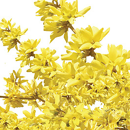 迎春花PSD分层图免费下载素材