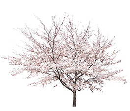 桃花免抠