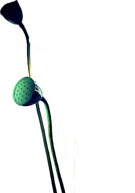 莲子素材