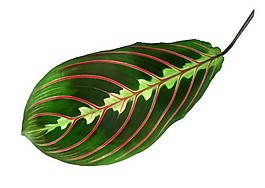 漂亮的植物叶片纹理素材