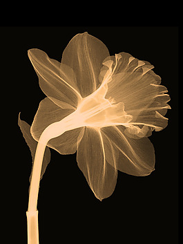 漂亮透明花图片 漂亮透明花素材 漂亮透明花模板免费下载 六图网