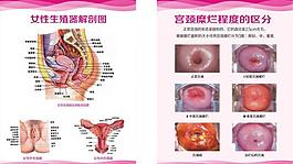 女性解剖图图片 女性解剖图素材 女性解剖图模板免费下载 六图网