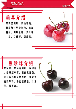 樱桃品种