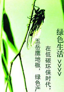 五岳鹰简介图片