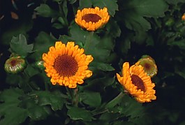 花朵背景视频素材素材下载