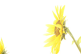 葵花素材