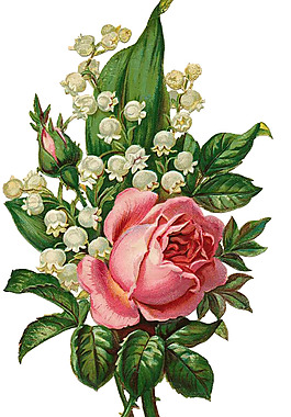 复古玫瑰花图片