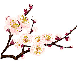 国画梅花