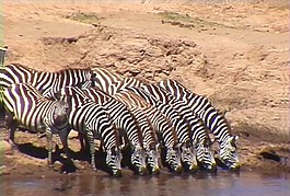 斑马喝水素材下载