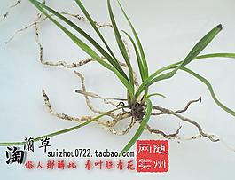 随州下山兰草图片