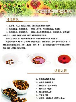 雪菊功效介绍图片