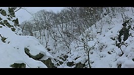 雪儿
