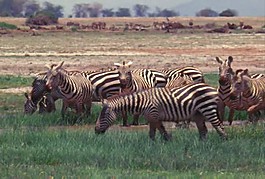 非洲斑马素材下载